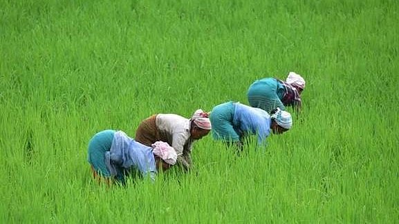 paddy field 