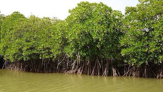 Mangrove Forests