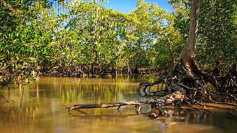 Mangrove forest 