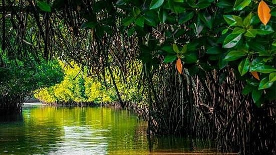 Mangrove Forest
