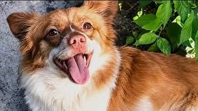 Wang Wang Dog