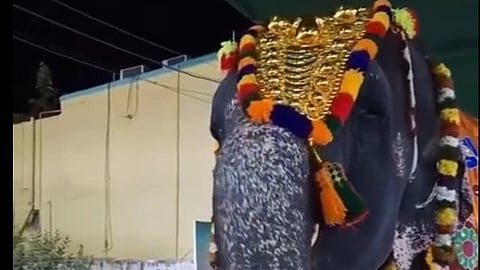 Temple elephant enjoys filter coffee, leaving visitors amazed 