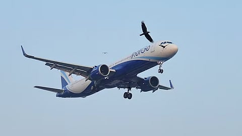 Indigo Flight