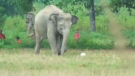 Wild Elephant Plays Football at Assam Tea Garden