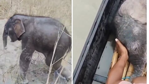 Elephant Calf Swept Away in Flood! Fishermen’s Heartwarming Rescue