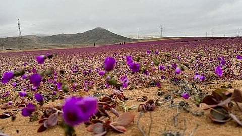 ATACAMA