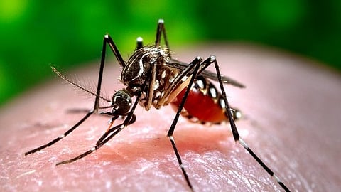 Dengue