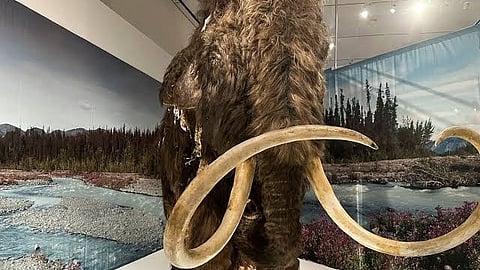 mammoths