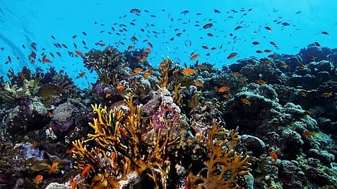 Danger Looms for Tamil Coral Reefs! Super El Niño Threat?