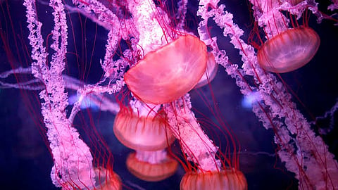 organism that is scientifically immortal