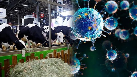 A person has died due to a virus that spread from livestock to humans
