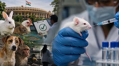 India's New Animal Testing Rules Raise Welfare Concerns