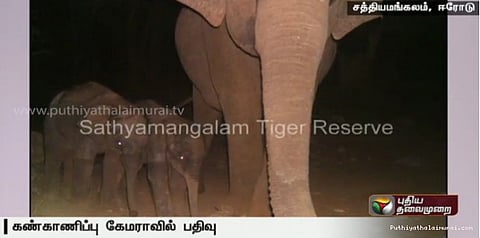 ‌இரட்டைக் குட்டிகளை ஈன்ற யானை...!