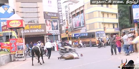 காவல் உதவி ஆய்வாளரை மு‌ட்டித்தள்ளிய காளை..!