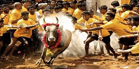 நீங்கிய தடை... ரூ.2 லட்சம் வரை விலைபோன ஜல்லிக்கட்டு காளைகள்