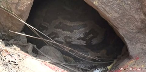 உங்க ஆர்வத்துக்கு அளவில்லையா மக்களே: மலைபாம்புடன் செல்ஃபியாம்!