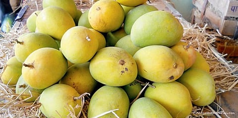 பழம் எனக்கே சொந்தம்: துப்பாக்கிச் சூடு வரை போன மாம்பழச் சண்டை!