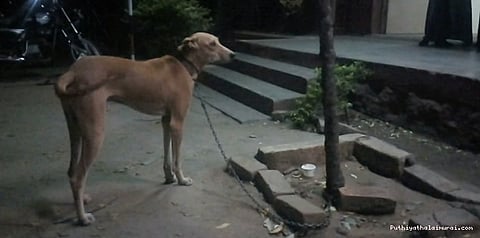 நாயை காணல சார்: போலீஸ் ஸ்டேஷனில் நடந்த ’குபுக்’ பஞ்சாயத்து!