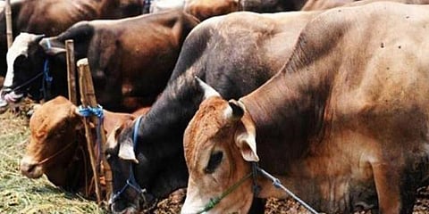 களையிழந்த தேவக்கோட்டை மாட்டுசந்தை... வியாபாரிகளுக்கு ஏமாற்றம்