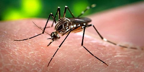 இந்தியாவில் ஜிகா வைரஸ்: உறுதி செய்த உலக சுகாதார அமைப்பு