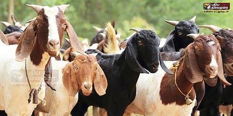 ரம்ஜான்: ஒரே நாளில் 25 ஆயிரம் ஆடுகள் விற்பனை!