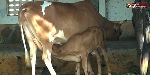 திருப்பதி கோசாலையில் ‌பசுக்களுக்கு 'புருசோலேசிஸ்' நோய்