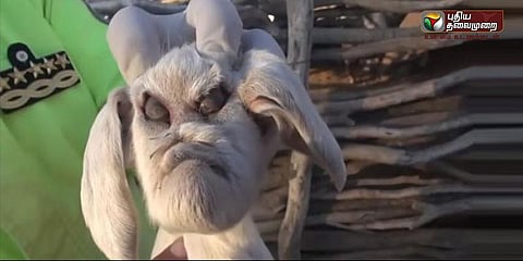 வினோத தோற்றத்தில் ஆட்டுக்குட்டி: பொதுமக்கள் அச்சம்!