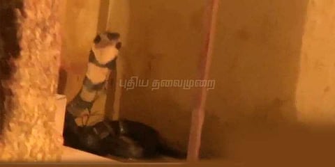 நெல்லை கோவிலுக்குள் புகுந்த ராஜ நாகம்