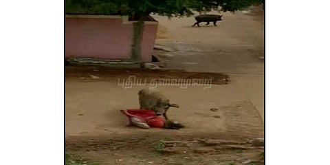 சாலையில் சென்ற மூதாட்டியை தாக்கிய பன்றிகள்  
