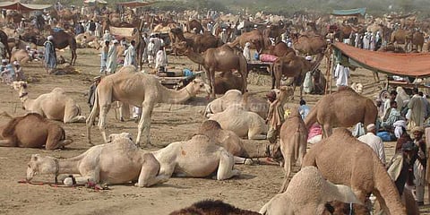 ஈகைத் திருநாளை முன்னிட்டு பாகிஸ்தானில் களைகட்டும் கால்நடை சந்தை