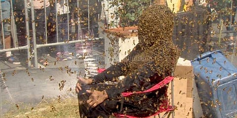 முகத்தில் தேனீக்களை அமர வைத்து கின்‌னஸ் சாதனை