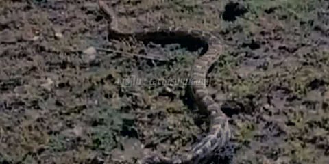 குடியிருப்பு பகுதியில் புகுந்த மலைப்பாம்பு: பொதுமக்கள் பீதி!