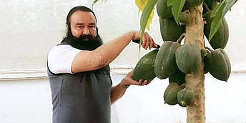 ஒரு கிலோ தக்காளி ரூ. 1000: மக்களை ஏமாற்றிய போலி  சாமியார்