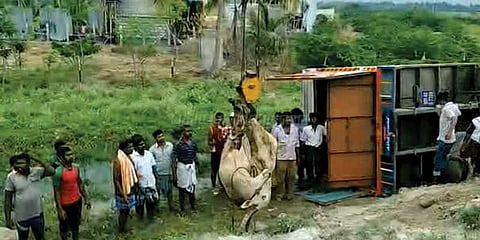 கண்டெய்னர் லாரி கவிழ்ந்து 11 மாடுகள் பலி