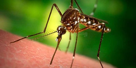 டெங்கு பாதிப்புகளால் இன்று 10 பேர் உயிரிழந்தனர்