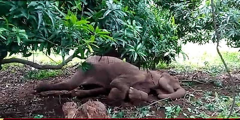 காயமடைந்த தாய் யானை... வனத்துறையினரை துரத்தும் குட்டியானை