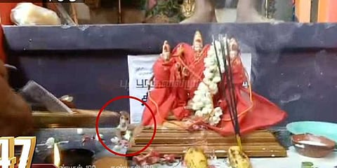 பெருமாள் திருக்கல்யாண உற்சவத்தில் படமெடுத்தாடிய பாம்பு