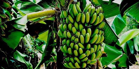செந்தாலை நோயால் வாழை‌ விவசாயம் பாதிப்பு: விவசாயிகள் வேதனை