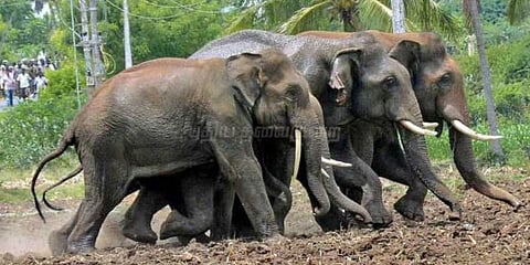கூட்டம் கூட்டமாய் திரியும் யானைகளால் பொதுமக்கள் அச்சம்