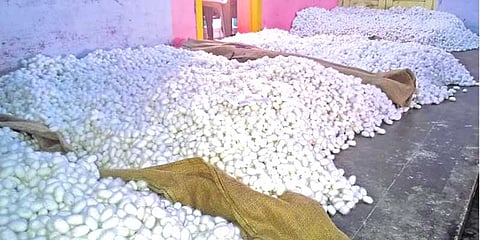 லட்சத்திற்கு மேல் ஏலம் விடப்பட்ட பட்டுக்கூடுகள் 