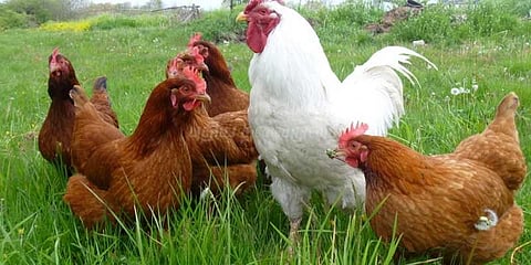 ஓமலூர் சந்தையில் கோழி விற்பனை ‌அமோகம்