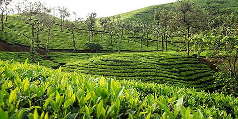 தேயிலை விலை வீழ்ச்சி: காய்கறி பயிரிடும் விவசாயிகள்