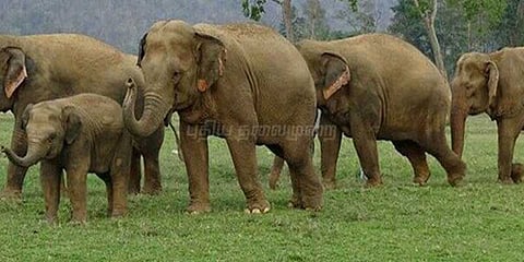 காட்டு யானைகளால் பயிர்‌கள் நாசம்: விவசாயிகள் வேதனை