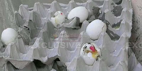 சத்துணவு முட்டையில் புழுக்கள்: அதிர்ச்சியில் மாணவர்கள்  