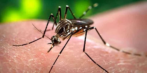 டெங்கு காய்ச்சலுக்கு 11 மாத பெண் குழந்தை உயிரிழப்பு