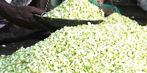 மதுரை மல்லியின் விலை அதிகரித்தது!