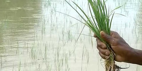 பிரிமியம் கட்ட காலநீடிப்பு தேவை: விவசாயிகள் கோரிக்கை