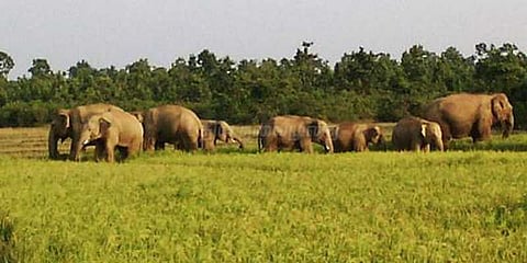 அசாமில் நூற்றுக்கணக்கான யானைகள் கிராமத்தில் புகுந்து அட்டகாசம்