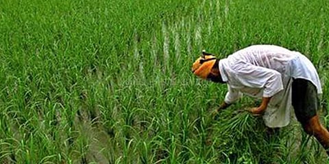 சம்பா பயிர்களை நாசமாக்கும் புகையான் நோய்