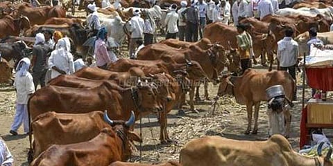 அரூர் சந்தையில்‌ ரூ.1 கோடிக்கு மாடுகள் விற்பனை